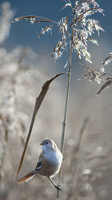 BB 06 0046 / Panurus biarmicus / Skjeggmeis <br /> Phragmites australis / Takrør